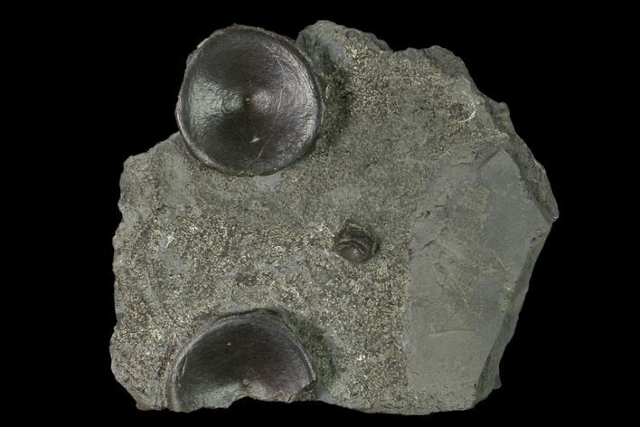 Plate of Fossil Ichthyosaur Vertebrae - Germany #150339